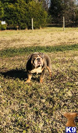 English Bulldog dog